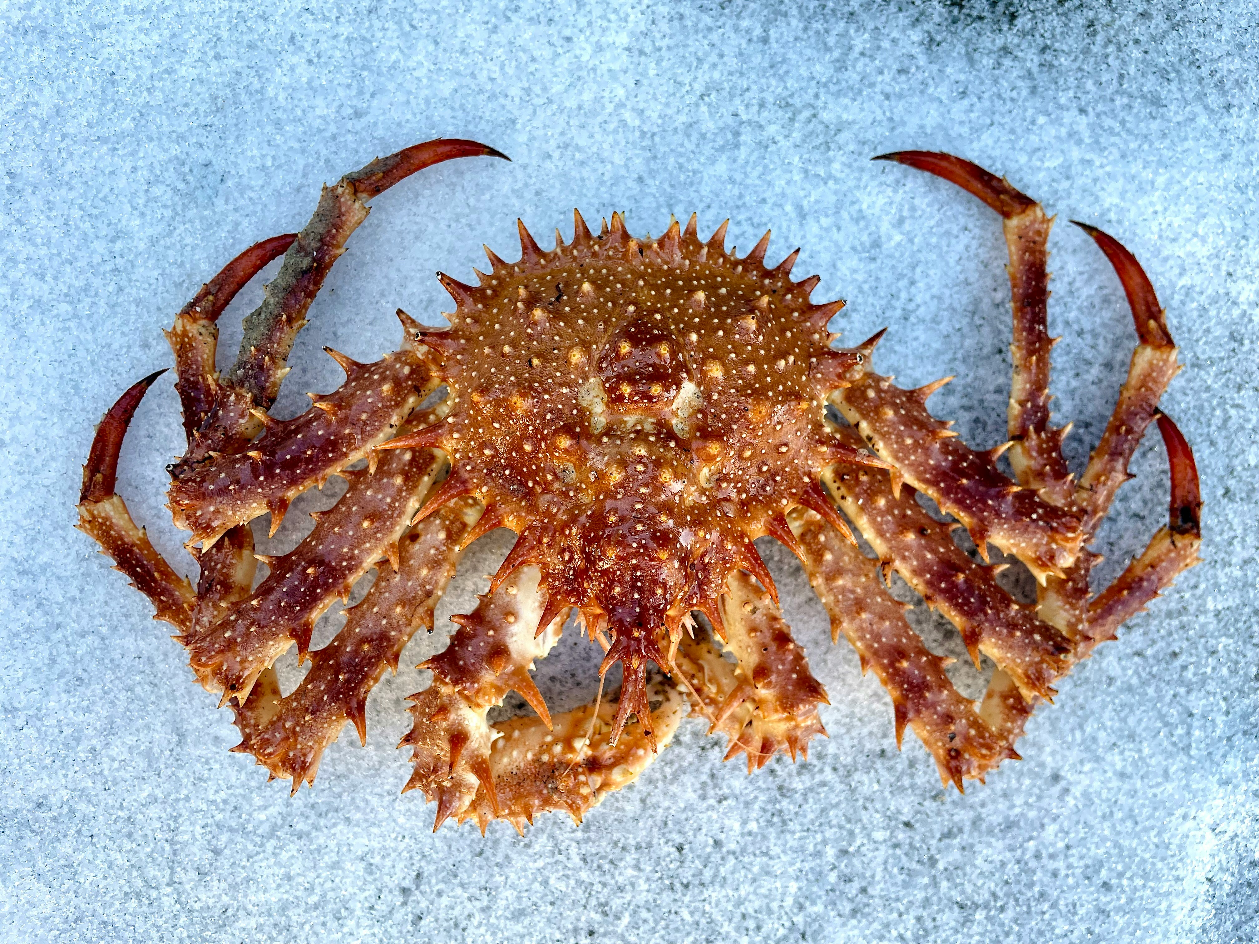 King crab