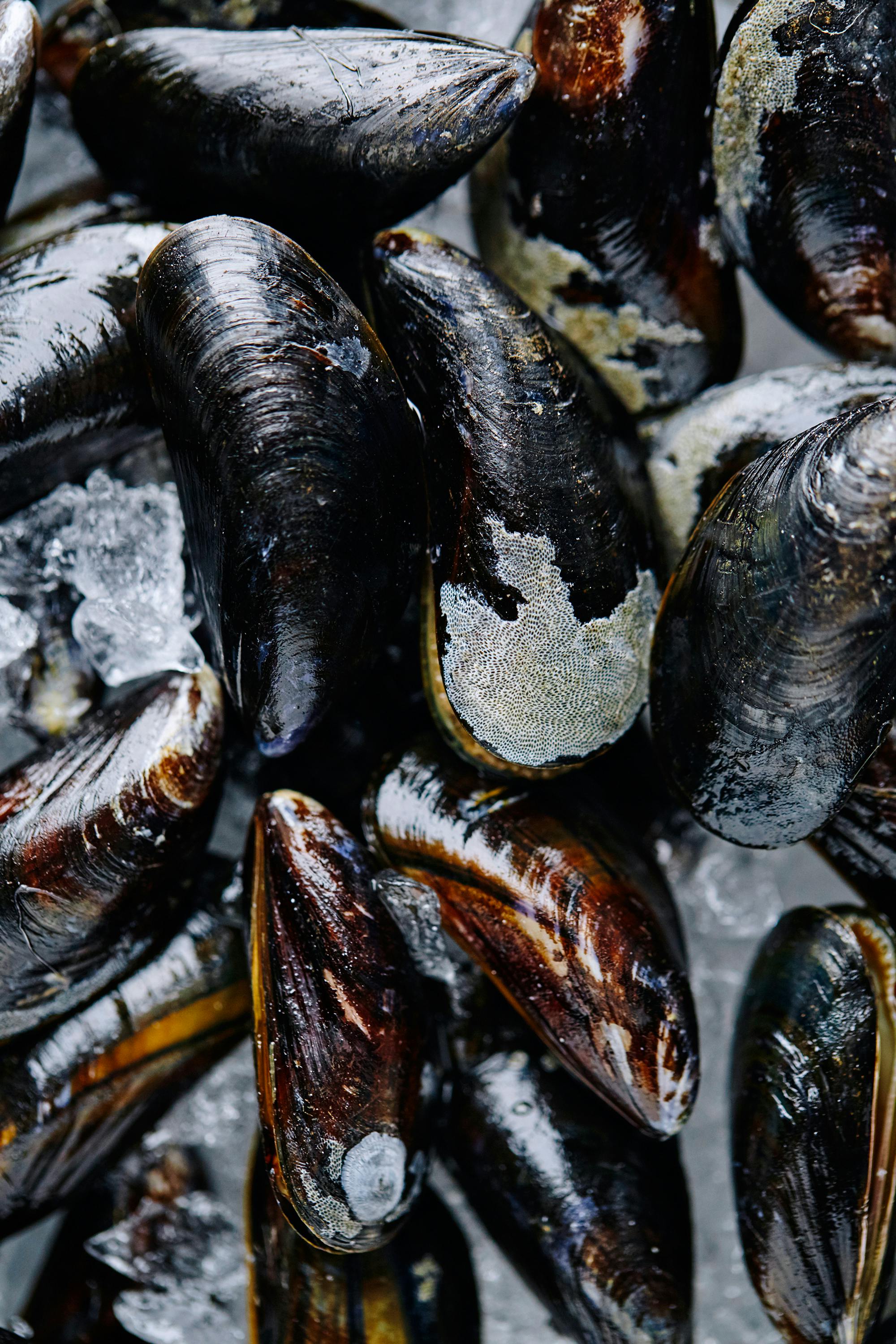 Mussels